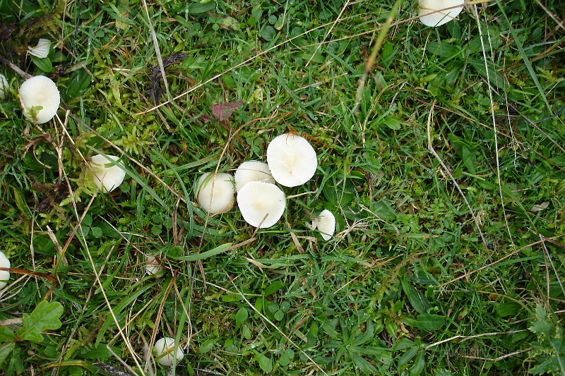 TAOU-20121024DSC00210 kopiëren-sneeuwzwam.JPG